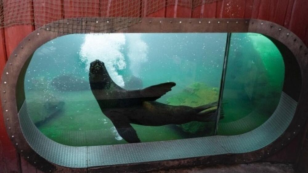 Foto: lachtan Hugo, Zoo Liberec